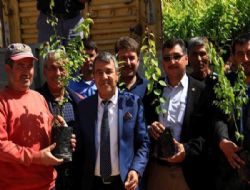 Mut Belediyesinden Çiftçilere Kayısı fidanı